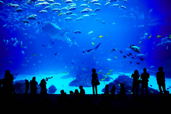 Go2 Antalya City & Aquarium