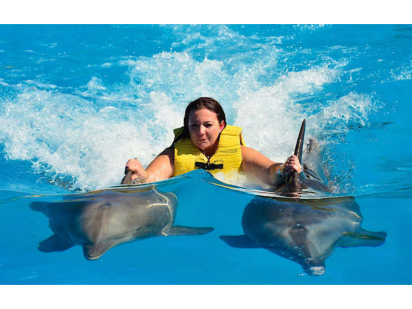 Go2 Swimming with Dolphins