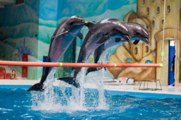 Go2 Dolphin Show