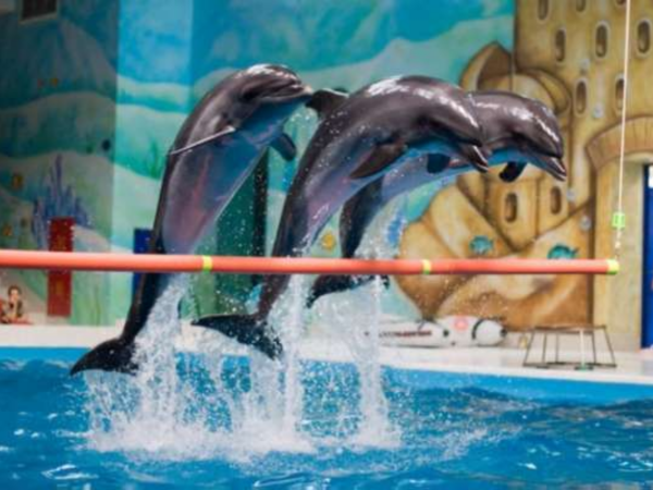 Go2 Dolphin Show